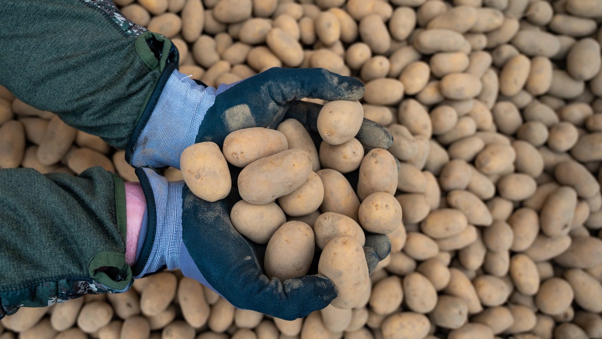 Per Morten Haram, organic farmer, holds potatoes of the Ditta variety in his hands. The Corona crisis has significantly increased the demand for potatoes last week.