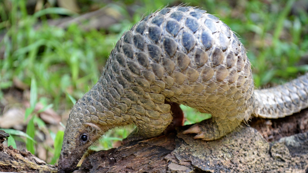 A baby Sunda pangolin nicknamed 'Sandshrew' feeds on termites in the woods at Singapore Zoo on June 30, 2017 - file photo.