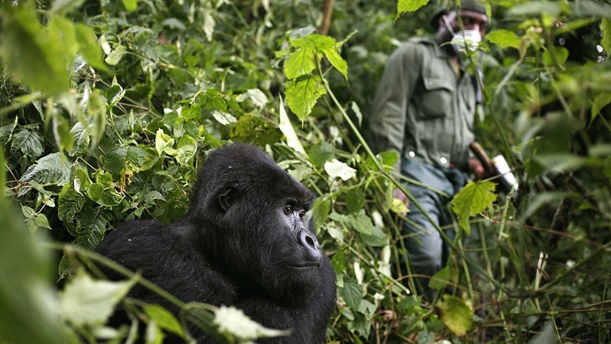 In this photo taken Dec. 11 2012, a park ranger wearing a mask walks past a mountain gorilla in the Virunga National Park in eastern Congo. Congo's Virunga National Park, home to about a third of the world's mountain gorillas, has barred visitors until June 1 2020, citing "advice from scientific experts indicating that primates, including mountain gorillas, are likely susceptible to complications arising from the COVID-19 virus." (AP Photo/Jerome Delay)