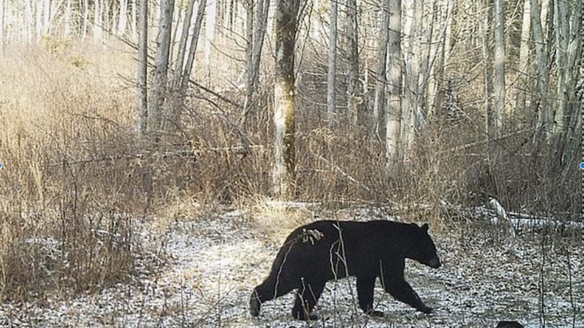 In Vermont and New Hampshire there have been sightings of bears coming out of hibernation more than a month early, which scientists attribute to warmer temperatures. (Vermont Fish and Wildlife Department)