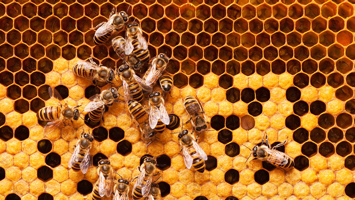 A wildlife control company in Richmond, Va. removed a massive 8-foot-long beehive from the ceiling of an apartment after concerned neighbors complained about bees accessing an abandoned apartment through the air conditioning ducts. (iStock)