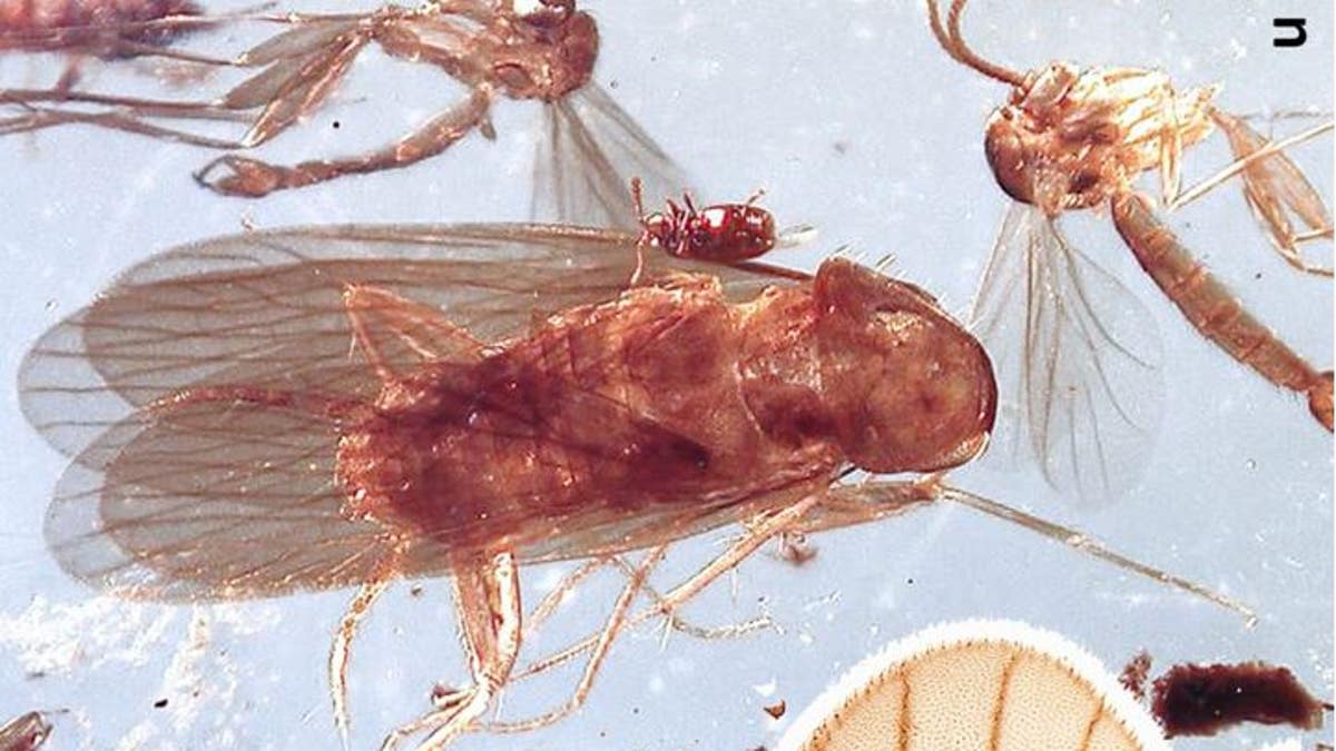 Scientists found ancient cockroaches preserved in amber. (Image: © Lenka Podstrelená, Sendi et al. Gondwana Res 2020 (Copyright Elsevier 2020))