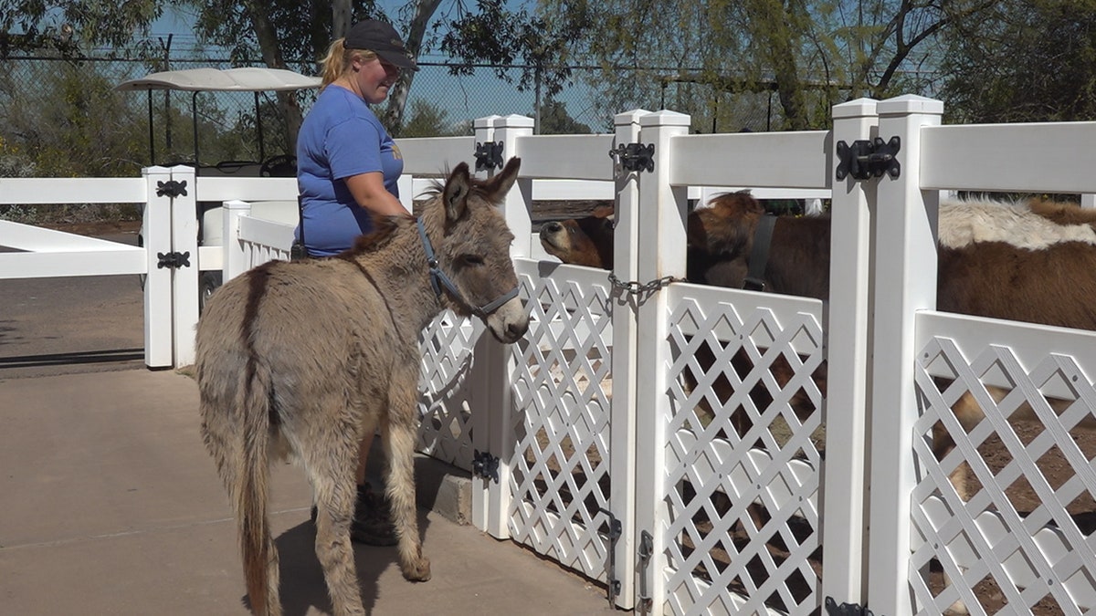 Zoo keepers are taking animals like Dinky the Donkey on walks to keep their minds and bodies active (Stephanie Bennett/Fox News).