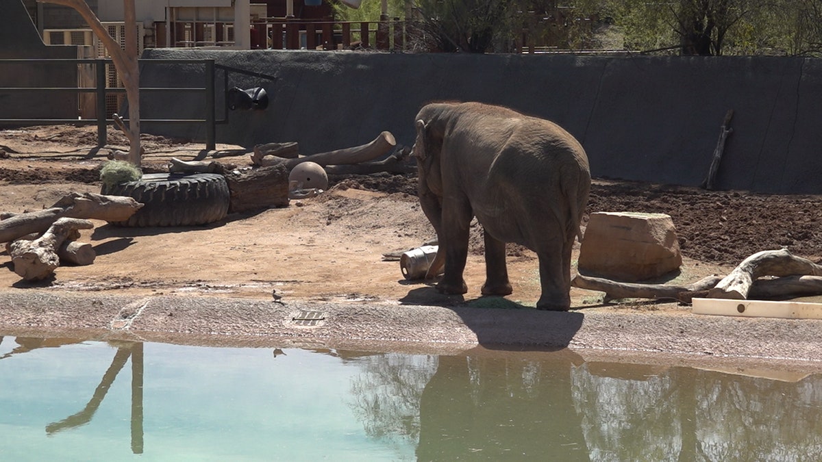 Elephants at the Phoenix Zoo (Stephanie Bennett/Fox News).