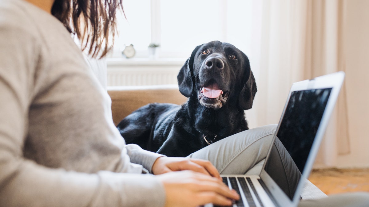 Ignoring your pup while you’re home all day isn’t really an option. So, make sure they get physical attention — like a belly rub or head scratch — to help ease anxiety.