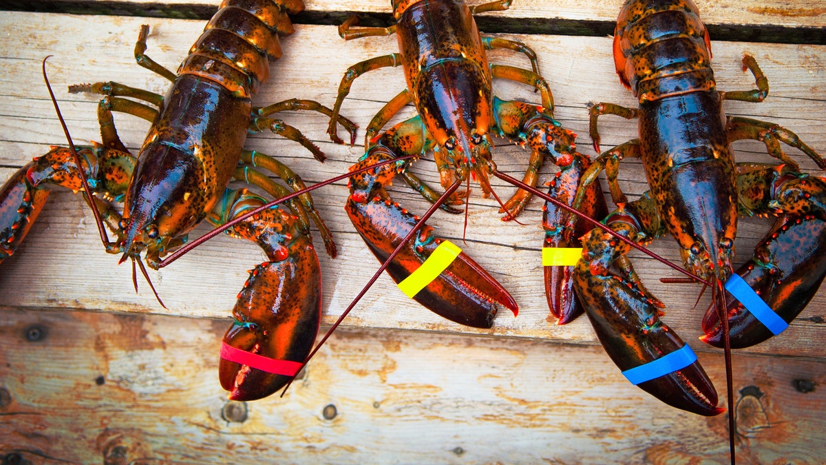 The ongoing coronavirus outbreak is drowning Chinese demand for American lobster, reportedly plunging market prices to record lows.
