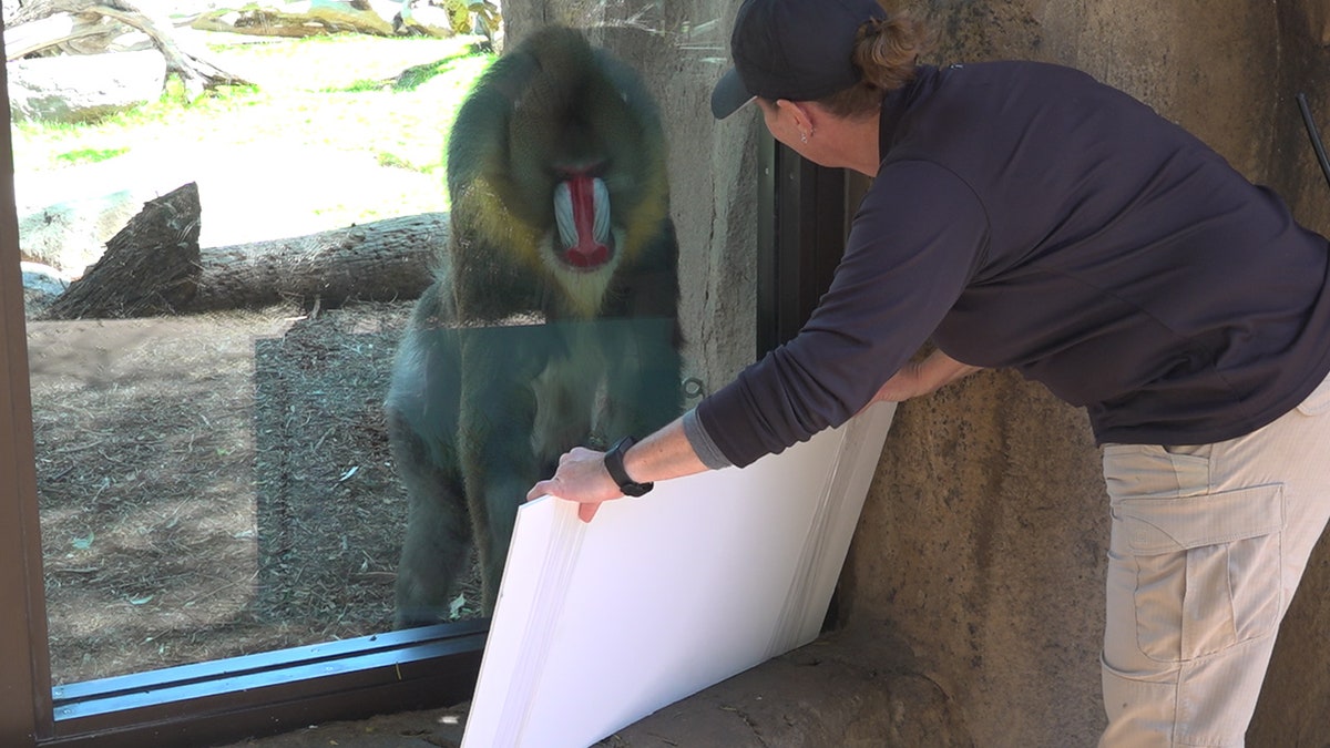 Staff at the Phoenix Zoo entertaining the mandrills (Stephanie Bennett/ Fox News).