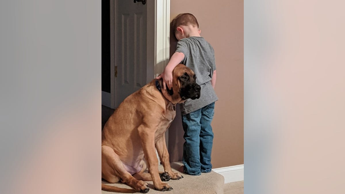 The youngster was soon joined by the family’s English Mastiff puppy, Dash.