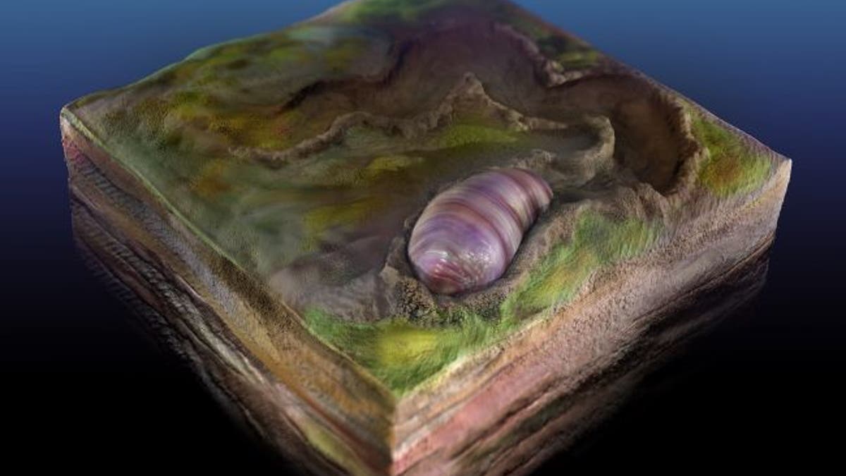 An artist's rendering of Ikaria wariootia and its 555-million-year-old burrow. (Credit: Sohail Wasif/UCR)