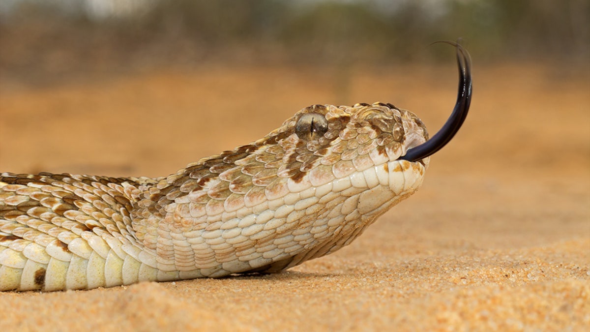 Most commonly found in Morocco and Western Arabia, the puff adder is known to cause the most snakebite fatalities in Africa. Their average size is about 40 inches in total length and very stout.