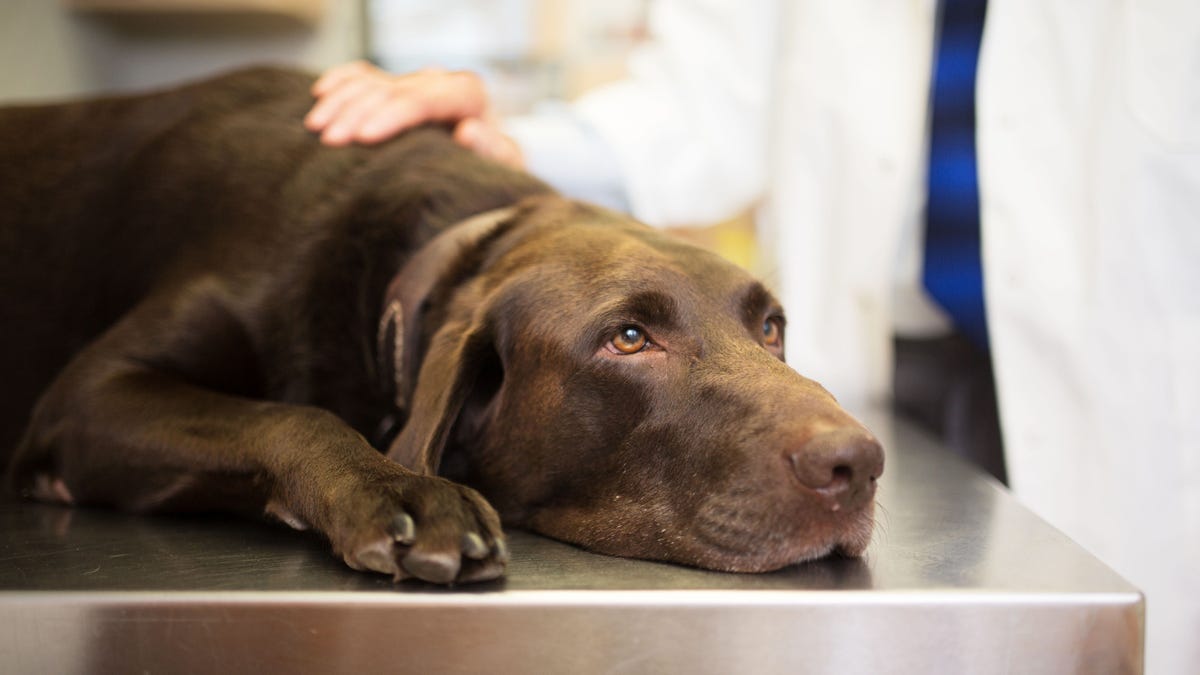 Vet and Labrador retriever