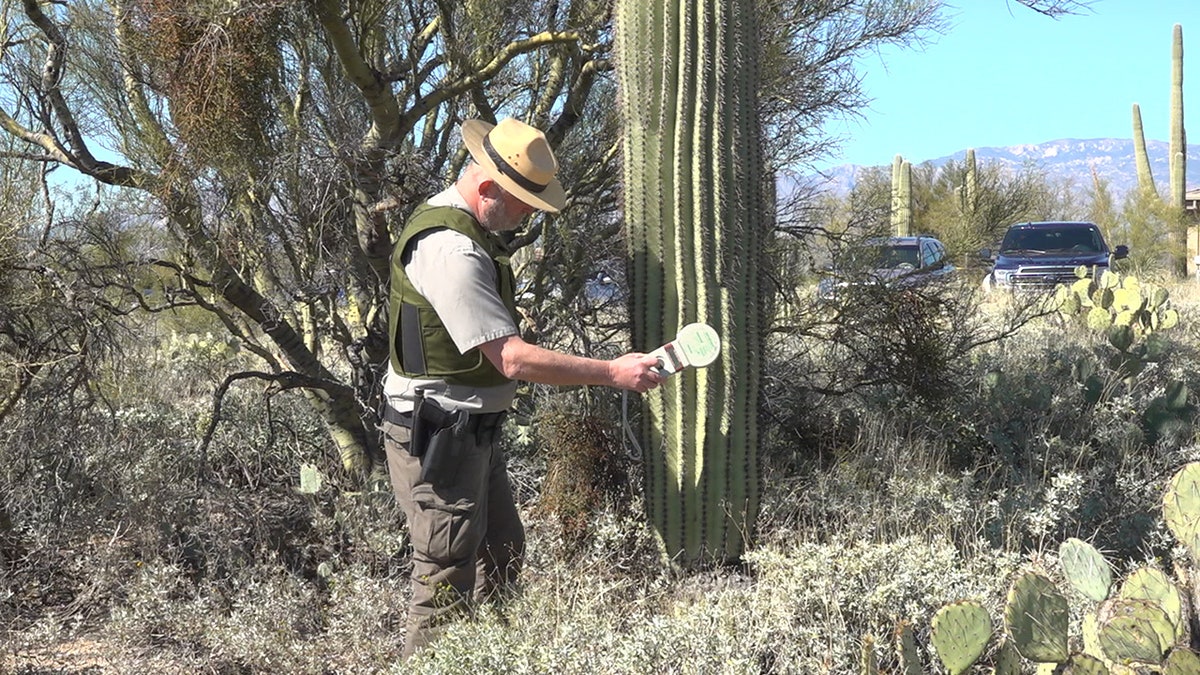 Chief Ranger at Saguaro National Park Ray O'Neil tests cactus for the pit tagging device. (Stephanie Bennett/Fox News).