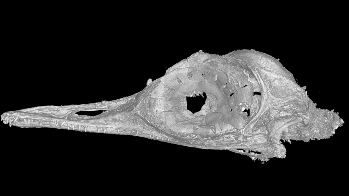 A CT scan of the skull of Oculudentavis by LI Gang, Oculudentavis means eye-tooth-bird, so named for its distinctive features. (Credit: Lars Schmitz)