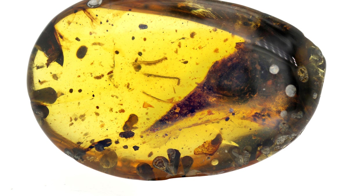 A seemingly mature skull specimen preserved in Burmese amber reveals a new species, Oculudentavis khaungraae, that could represent the smallest known Mesozoic dinosaur in the fossil record. (Credit: Xing Lida)