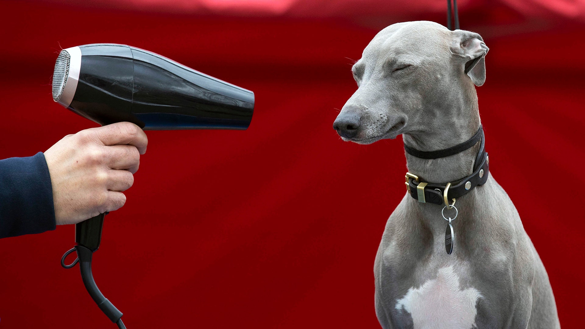 Lloyd the Italian Greyhound/Whippet cross is groomed at the launch of a pop-up spa designed for dogs to use on their way to this year's Crufts dog show at Roadchef in Norton Canes, England, March 5, 2020. 
