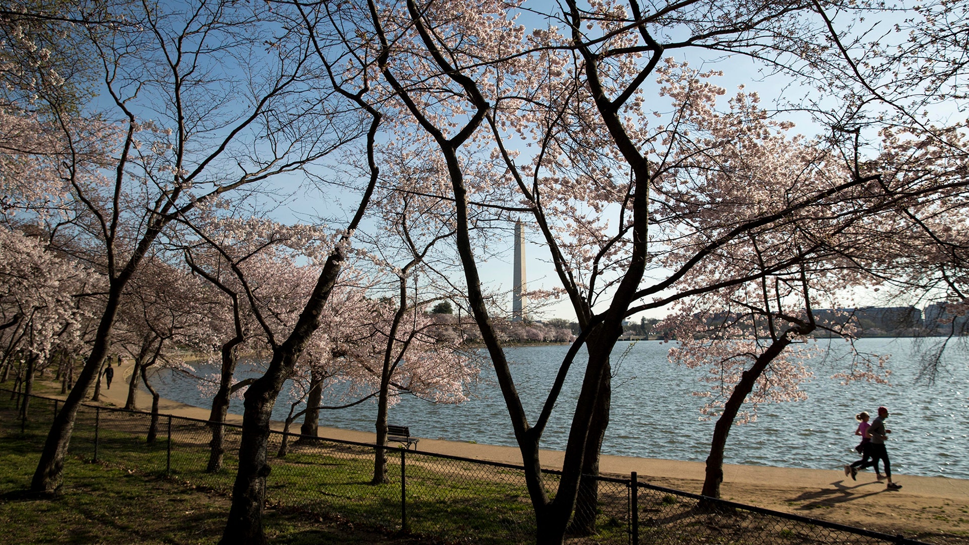 With the Washington Monument in the background, people run by cherry blossoms at the Tidal Basin, in Washington, March 18, 2020. 