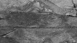 500-million-year-old 'social network' helped sea monsters clone themselves