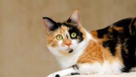 Couple occupies 'super clingy' cat with simple hack, amazes Reddit community