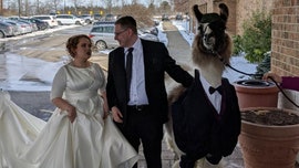 Bride’s face when her brother shows up with a llama as wedding guest goes viral: Not 'thrilled'