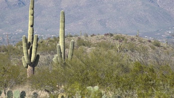 Dozens of Arizona's iconic cactuses are being illegally dug up and sold across the world