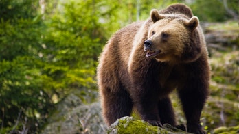 ӣ����Ƶ reporter's live shot photobombed by galloping bear in California