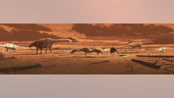 'Dinosaur stomping ground' discovered on Scottish island