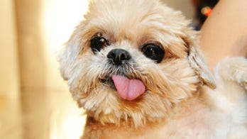 Instagram-famous dog Marnie dead at age 18