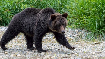Grizzly mauling near Yellowstone kills backcountry guide