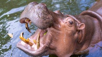 Isolated nursing home residents play human version of Hungry Hungry Hippos