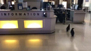 Chicago aquarium allows penguins to roam free during coronavirus closure, documents 'field trip' online