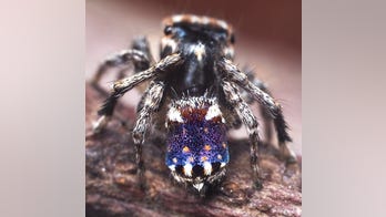 Expert discovers spider that looks like van Gogh’s painting 'Starry Night'
