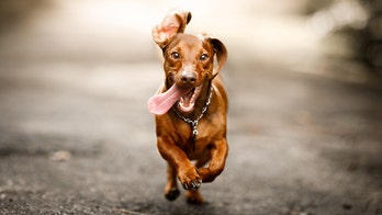 Dog, excited because owner is 'home for quarantine,' sprains tail from too much wagging