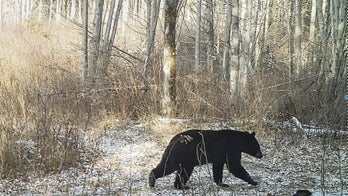 Bears come out of hibernation early after hottest winter in history