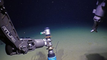 New 'completely unexpected' chlamydia species found in Arctic Ocean