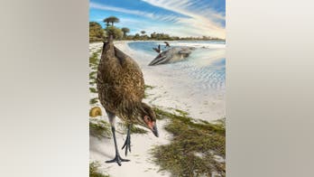 Meet 'Wonderchicken': Scientists find 67M year-old fossil of 'world's first modern bird'