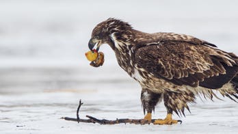 Photographer captures remarkable images of eagle trying to eat rubber duck