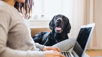 Working from home amid coronavirus outbreak: How to care for your pet