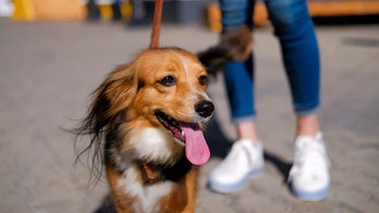 South Africa, Spain restricting dog walking amid coronavirus outbreak