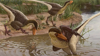 67M-year-old 'feathered dinosaur' found in New Mexico could be one of last-surviving raptors