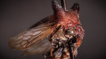 Bizarre bug with unusual sex organs and spiky horns named after Lady Gaga