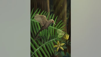 World's smallest dinosaur is no more: 2-inch creature likely a lizard instead