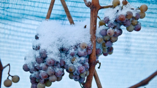 Warm winter ruins German ice wine harvest for first time in recorded history