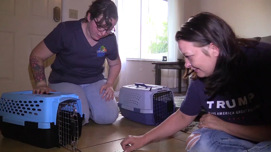 Animal shelters pull out the stops to find pets homes during coronavirus outbreak