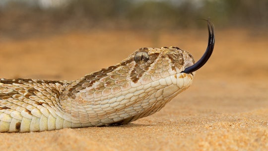 Ireland records first-ever venomous snakebite