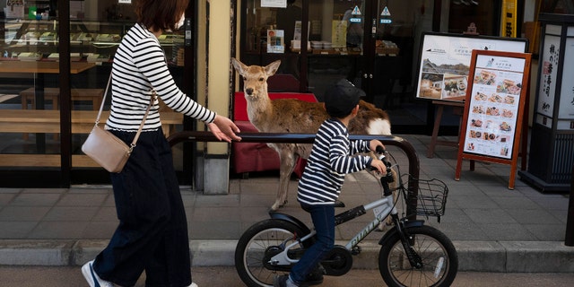 A young boy rides his bike past a deer wandering around the shopping area in Nara, Japan, Thursday, March 19, 2020. (AP Photo/Jae C. Hong)