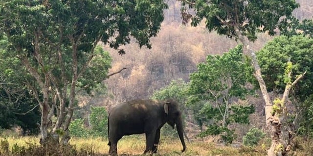 Image courtesy of the Golden Triangle Asian Elephant Foundation.