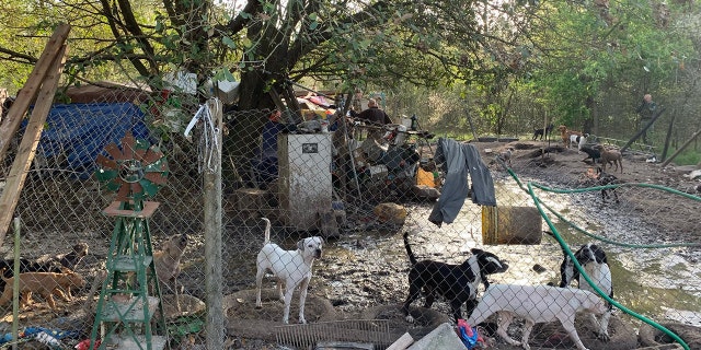 Sheriff Sam St. John said in the statement posted on Facebook that it was the worst case of animal hoarding and neglect that he’s seen in his forty years in law enforcement.