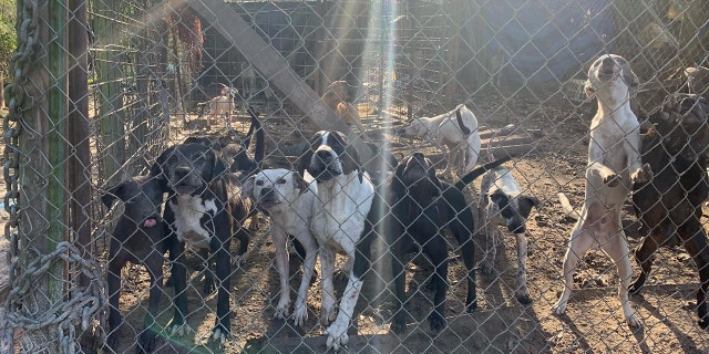 The majority of the 118 dogs were living outside in a fence-in area.
