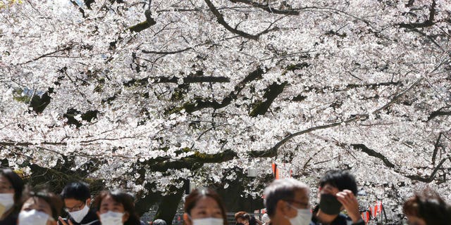 Why Japan appears to have avoided a mass coronavirus outbreak 2 Visitors wearing face masks walk under cherry blossoms at Ueno Park in Tokyo, Tuesday, March 24, 2020. The COVID-19 illness causes mild or moderate symptoms in most people, but severe symptoms are more likely in the elderly or those with existing health problems.