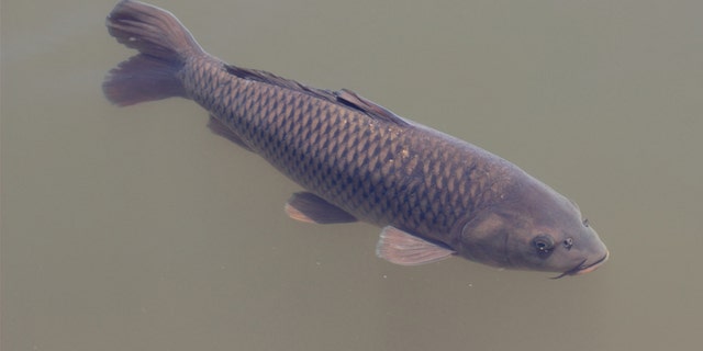 black carp